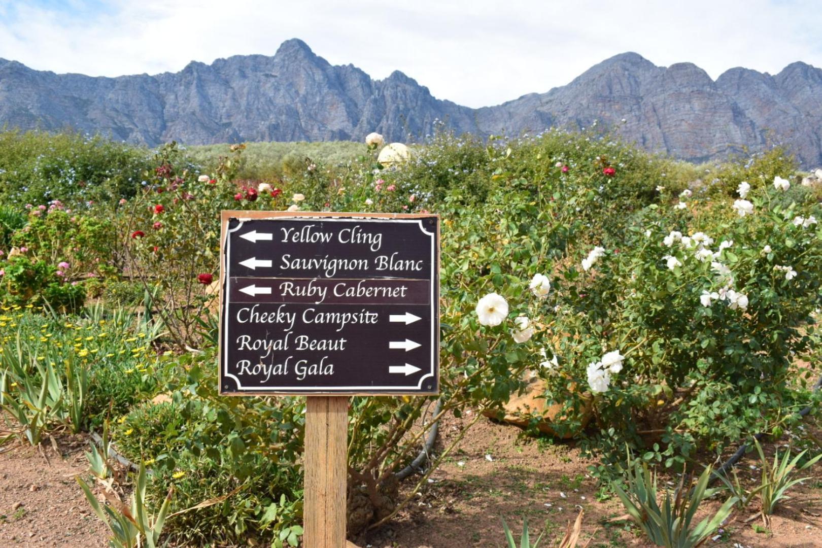 Vredehoek Guest Farm Breërivier Kültér fotó